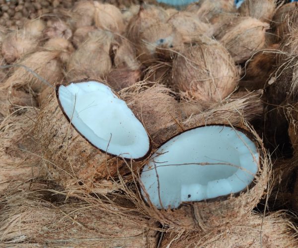 coconut export from india
