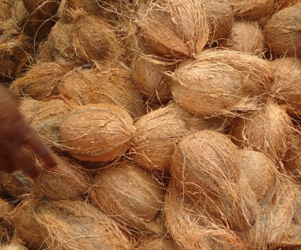 Coconut export from india